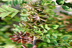 Indigofera suffruticosa